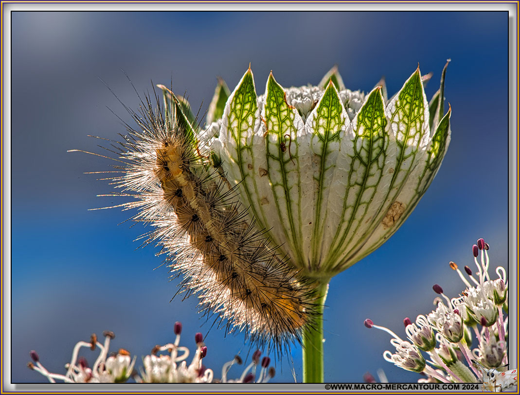 Chenille sur Astrance